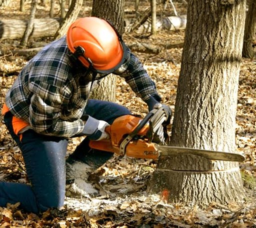 Tree Removal in Paradise, CA